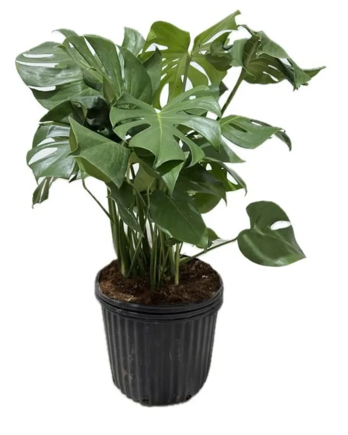 Monstera deliciosa mediana ()