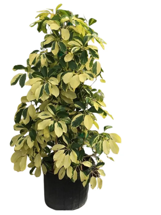 Aralia arborícola (Schefflera arbolicola varieraga)