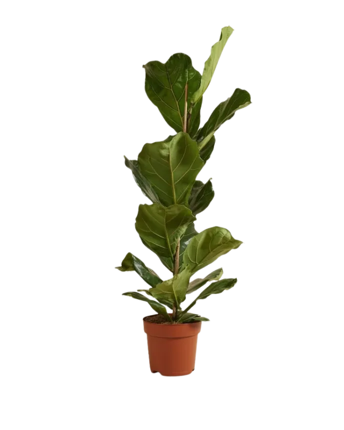Ficus Pandurata (Ficus Lyrata)