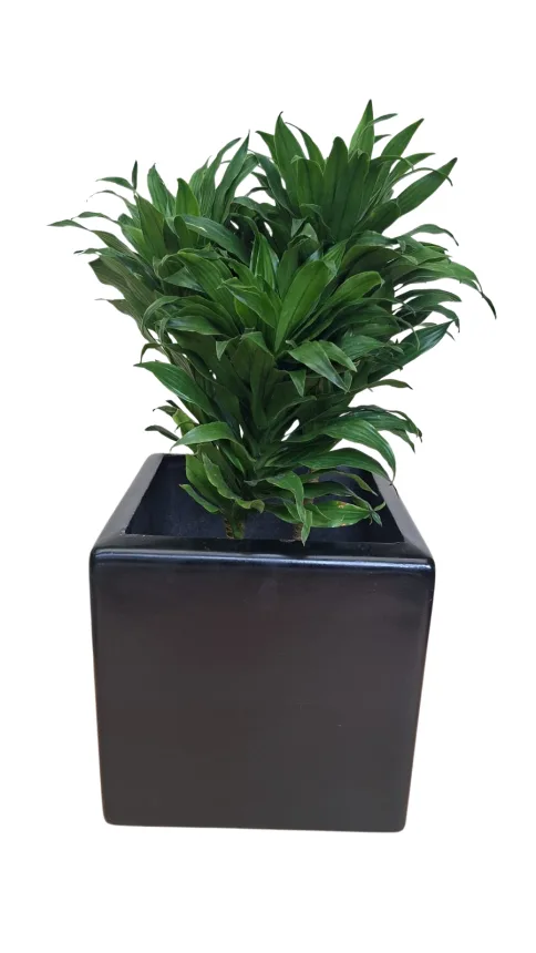 Drácena compacta (Dracaena fragrans 'Compacta')