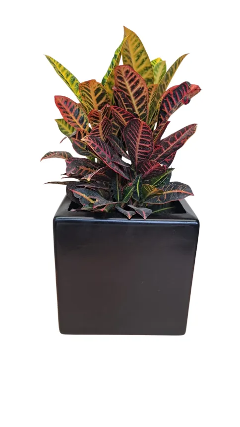 Crontón Petra (Codiaeum variegatum 'Petra')