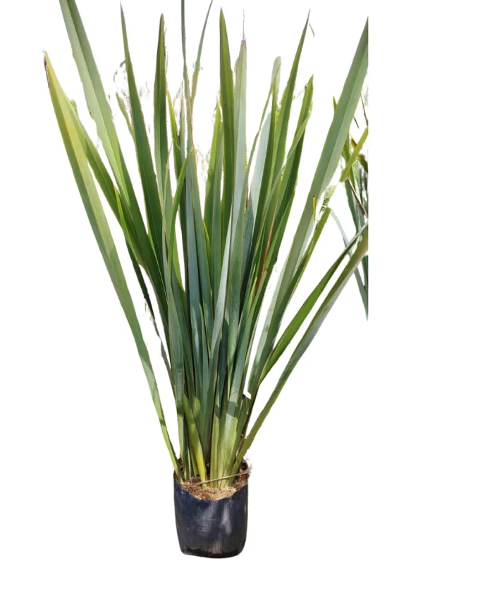 Fornio (Phormium tenax)